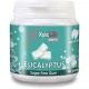 XYLITLIFE Tuggummi Eucalyptus - 60 st